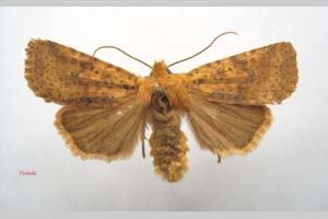 Orrhodia rubiginea var. bulgarica ab. subtigerina Karnoschitzky, 1954 [холотип NMNHSINV0382] (c) Национален природонаучен музей, БАН — Колекция Безгръбначни животни (NMNHS-INV)