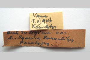 Orrhodia rubiginea var. bulgarica Karnoschitzky, 1954 [паратип NMNHSINV0383] (2) (c) Национален природонаучен музей, БАН — Колекция Безгръбначни животни (NMNHS-INV)