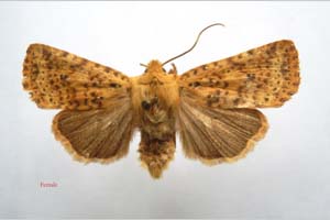 Orrhodia rubiginea var. bulgarica Karnoschitzky, 1954 [паратип NMNHSINV0383] (c) Национален природонаучен музей, БАН — Колекция Безгръбначни животни (NMNHS-INV)