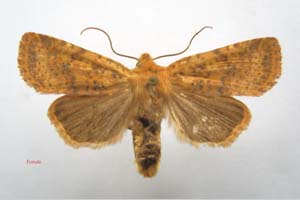 Orrhodia rubiginea var. bulgarica Karnoschitzky, 1954 [паратип NMNHSINV0384] (c) Национален природонаучен музей, БАН — Колекция Безгръбначни животни (NMNHS-INV)