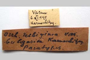 Orrhodia rubiginea var. bulgarica Karnoschitzky, 1954 [паратип NMNHSINV0384] (2) (c) Национален природонаучен музей, БАН — Колекция Безгръбначни животни (NMNHS-INV)