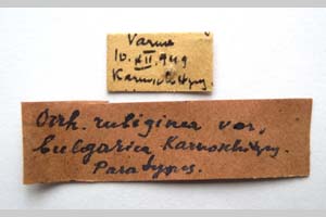 Orrhodia rubiginea var. bulgarica Karnoschitzky, 1954 [паратип NMNHSINV0385] (2) (c) Национален природонаучен музей, БАН — Колекция Безгръбначни животни (NMNHS-INV)