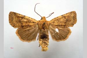 Orrhodia rubiginea var. bulgarica Karnoschitzky, 1954 [паратип NMNHSINV0385] (c) Национален природонаучен музей, БАН — Колекция Безгръбначни животни (NMNHS-INV)