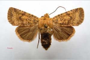 Orrhodia rubiginea var. bulgarica Karnoschitzky, 1954 [паратип NMNHSINV0386] (c) Национален природонаучен музей, БАН — Колекция Безгръбначни животни (NMNHS-INV)