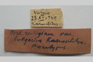 Orrhodia rubiginea var. bulgarica Karnoschitzky, 1954 [паратип NMNHSINV0386] (2) (c) Национален природонаучен музей, БАН — Колекция Безгръбначни животни (NMNHS-INV)