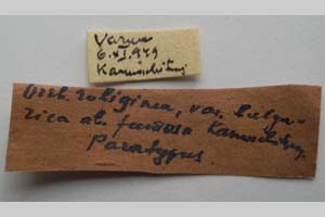 Orrhodia rubiginea var. bulgarica ab. fumosa Karnoschitzky, 1954 [паратип NMNHSINV0387] (2) (c) Национален природонаучен музей, БАН — Колекция Безгръбначни животни (NMNHS-INV)