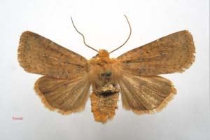 Orrhodia rubiginea var. bulgarica ab. fumosa Karnoschitzky, 1954 [паратип NMNHSINV0387] (c) Национален природонаучен музей, БАН — Колекция Безгръбначни животни (NMNHS-INV)
