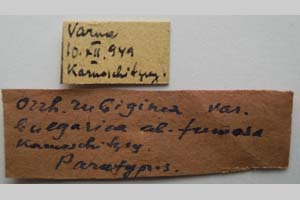 Orrhodia rubiginea var. bulgarica ab. fumosa Karnoschitzky, 1954 [паратип NMNHSINV0388] (2) (c) Национален природонаучен музей, БАН — Колекция Безгръбначни животни (NMNHS-INV)