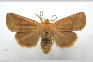 Orrhodia rubiginea var. bulgarica ab. fumosa Karnoschitzky, 1954 [паратип NMNHSINV0388] (c) Национален природонаучен музей, БАН — Колекция Безгръбначни животни (NMNHS-INV)