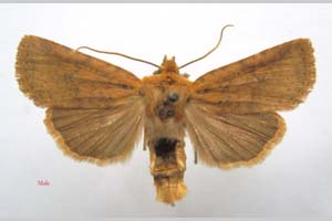 Orrhodia rubiginea var. bulgarica ab. fumosa Karnoschitzky, 1954 [паратип NMNHSINV0389] (c) Национален природонаучен музей, БАН — Колекция Безгръбначни животни (NMNHS-INV)