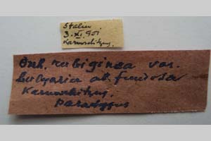 Orrhodia rubiginea var. bulgarica ab. fumosa Karnoschitzky, 1954 [паратип NMNHSINV0389] (2) (c) Национален природонаучен музей, БАН — Колекция Безгръбначни животни (NMNHS-INV)