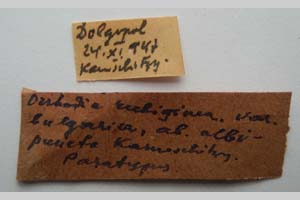 Orrhodia rubiginea var. bulgarica Karnoschitzky, 1954 [паратип NMNHSINV0390] (2) (c) Национален природонаучен музей, БАН — Колекция Безгръбначни животни (NMNHS-INV)