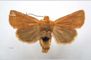 Orrhodia rubiginea var. bulgarica Karnoschitzky, 1954 [паратип NMNHSINV0390] (c) Национален природонаучен музей, БАН — Колекция Безгръбначни животни (NMNHS-INV)