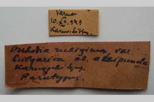 Orrhodia rubiginea var. bulgarica Karnoschitzky, 1954 [паратип NMNHSINV0391] (2) (c) Национален природонаучен музей, БАН — Колекция Безгръбначни животни (NMNHS-INV)