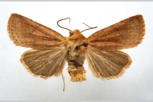 Orrhodia rubiginea var. bulgarica Karnoschitzky, 1954 [паратип NMNHSINV0391] (c) Национален природонаучен музей, БАН — Колекция Безгръбначни животни (NMNHS-INV)