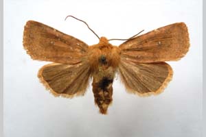 Orrhodia rubiginea var. bulgarica Karnoschitzky, 1954 [паратип NMNHSINV0392] (c) Национален природонаучен музей, БАН — Колекция Безгръбначни животни (NMNHS-INV)