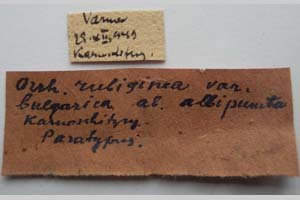 Orrhodia rubiginea var. bulgarica Karnoschitzky, 1954 [паратип NMNHSINV0392] (2) (c) Национален природонаучен музей, БАН — Колекция Безгръбначни животни (NMNHS-INV)
