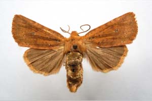 Orrhodia rubiginea var. bulgarica Karnoschitzky, 1954 [паратип NMNHSINV0393] (c) Национален природонаучен музей, БАН — Колекция Безгръбначни животни (NMNHS-INV)