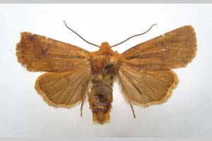 Orrhodia rubiginea var. bulgarica Karnoschitzky, 1954 [паратип NMNHSINV0394] (c) Национален природонаучен музей, БАН — Колекция Безгръбначни животни (NMNHS-INV)