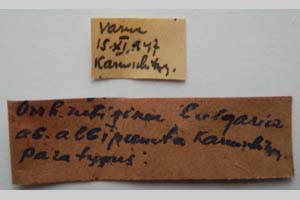 Orrhodia rubiginea var. bulgarica Karnoschitzky, 1954 [паратип NMNHSINV0393] (2) (c) Национален природонаучен музей, БАН — Колекция Безгръбначни животни (NMNHS-INV)