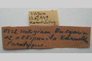 Orrhodia rubiginea var. bulgarica Karnoschitzky, 1954 [паратип NMNHSINV0394] (2) (c) Национален природонаучен музей, БАН — Колекция Безгръбначни животни (NMNHS-INV)