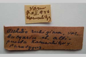 Orrhodia rubiginea var. bulgarica Karnoschitzky, 1954 [паратип NMNHSINV0395] (2) (c) Национален природонаучен музей, БАН — Колекция Безгръбначни животни (NMNHS-INV)