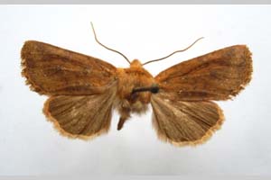 Orrhodia rubiginea var. bulgarica Karnoschitzky, 1954 [паратип NMNHSINV0395] (c) Национален природонаучен музей, БАН — Колекция Безгръбначни животни (NMNHS-INV)