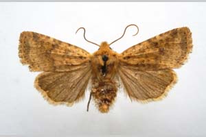 Orrhodia rubiginea var. bulgarica ab. subtigerina Karnoschitzky, 1954 [паратип NMNHSINV0396] (c) Национален природонаучен музей, БАН — Колекция Безгръбначни животни (NMNHS-INV)