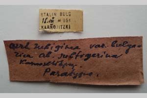 Orrhodia rubiginea var. bulgarica ab. subtigerina Karnoschitzky, 1954 [паратип NMNHSINV0396] (2) (c) Национален природонаучен музей, БАН — Колекция Безгръбначни животни (NMNHS-INV)