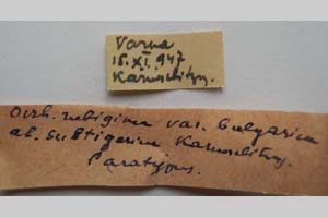 Orrhodia rubiginea var. bulgarica ab. subtigerina Karnoschitzky, 1954 [паратип NMNHSINV0397] (2) (c) Национален природонаучен музей, БАН — Колекция Безгръбначни животни (NMNHS-INV)