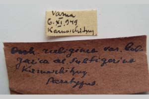 Orrhodia rubiginea var. bulgarica ab. subtigerina Karnoschitzky, 1954 [паратип NMNHSINV0398] (2) (c) Национален природонаучен музей, БАН — Колекция Безгръбначни животни (NMNHS-INV)