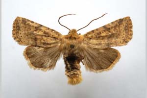 Orrhodia rubiginea var. bulgarica ab. subtigerina Karnoschitzky, 1954 [паратип NMNHSINV0398] (c) Национален природонаучен музей, БАН — Колекция Безгръбначни животни (NMNHS-INV)