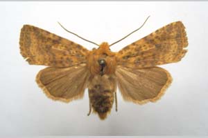 Orrhodia rubiginea var. bulgarica ab. subtigerina Karnoschitzky, 1954 [паратип NMNHSINV0399] (c) Национален природонаучен музей, БАН — Колекция Безгръбначни животни (NMNHS-INV)