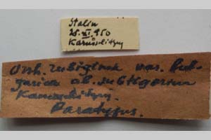 Orrhodia rubiginea var. bulgarica ab. subtigerina Karnoschitzky, 1954 [паратип NMNHSINV0399] (2) (c) Национален природонаучен музей, БАН — Колекция Безгръбначни животни (NMNHS-INV)