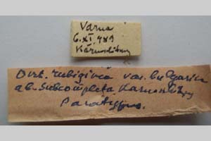 Orrhodia rubiginea var. bulgarica ab. subcompleta Karnoschitzky, 1954 [паратип NMNHSINV0400] (2) (c) Национален природонаучен музей, БАН — Колекция Безгръбначни животни (NMNHS-INV)