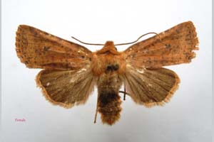 Orrhodia rubiginea var. bulgarica ab. subcompleta Karnoschitzky, 1954 [паратип NMNHSINV0400] (c) Национален природонаучен музей, БАН — Колекция Безгръбначни животни (NMNHS-INV)