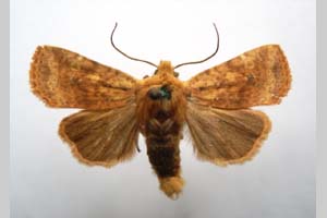 Orrhodia rubiginea var. bulgarica ab. subcompleta Karnoschitzky, 1954 [паратип NMNHSINV0401] (c) Национален природонаучен музей, БАН — Колекция Безгръбначни животни (NMNHS-INV)