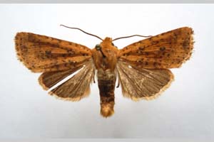 Orrhodia rubiginea var. bulgarica ab. subcompleta Karnoschitzky, 1954 [паратип NMNHSINV0402] (c) Национален природонаучен музей, БАН — Колекция Безгръбначни животни (NMNHS-INV)