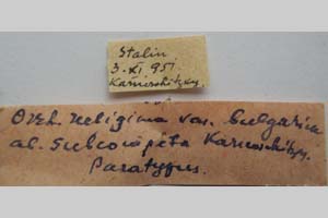 Orrhodia rubiginea var. bulgarica ab. subcompleta Karnoschitzky, 1954 [паратип NMNHSINV0401] (2) (c) Национален природонаучен музей, БАН — Колекция Безгръбначни животни (NMNHS-INV)