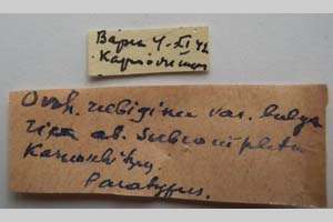 Orrhodia rubiginea var. bulgarica ab. subcompleta Karnoschitzky, 1954 [паратип NMNHSINV0402] (2) (c) Национален природонаучен музей, БАН — Колекция Безгръбначни животни (NMNHS-INV)