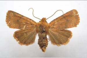 Orrhodia rubiginea var. bulgarica ab. subcompleta Karnoschitzky, 1954 [паратип NMNHSINV0403] (c) Национален природонаучен музей, БАН — Колекция Безгръбначни животни (NMNHS-INV)