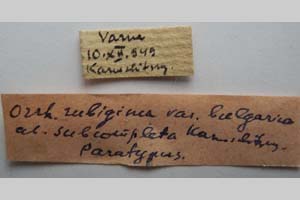 Orrhodia rubiginea var. bulgarica ab. subcompleta Karnoschitzky, 1954 [паратип NMNHSINV0403] (2) (c) Национален природонаучен музей, БАН — Колекция Безгръбначни животни (NMNHS-INV)
