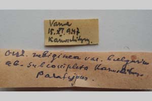Orrhodia rubiginea var. bulgarica ab. subcompleta Karnoschitzky, 1954 [паратип NMNHSINV0404] (2) (c) Национален природонаучен музей, БАН — Колекция Безгръбначни животни (NMNHS-INV)