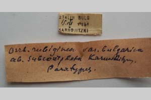 Orrhodia rubiginea var. bulgarica ab. subcompleta Karnoschitzky, 1954 [паратип NMNHSINV0405] (2) (c) Национален природонаучен музей, БАН — Колекция Безгръбначни животни (NMNHS-INV)