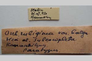 Orrhodia rubiginea var. bulgarica ab. subcompleta Karnoschitzky, 1954 [паратип NMNHSINV0406] (2) (c) Национален природонаучен музей, БАН — Колекция Безгръбначни животни (NMNHS-INV)