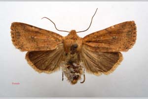Orrhodia rubiginea var. bulgarica ab. subcompleta Karnoschitzky, 1954 [паратип NMNHSINV0406] (c) Национален природонаучен музей, БАН — Колекция Безгръбначни животни (NMNHS-INV)