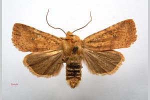 Orrhodia rubiginea var. bulgarica ab. subcompleta Karnoschitzky, 1954 [паратип NMNHSINV0407] (c) Национален природонаучен музей, БАН — Колекция Безгръбначни животни (NMNHS-INV)