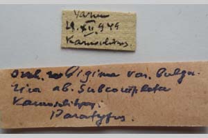 Orrhodia rubiginea var. bulgarica ab. subcompleta Karnoschitzky, 1954 [паратип NMNHSINV0407] (2) (c) Национален природонаучен музей, БАН — Колекция Безгръбначни животни (NMNHS-INV)