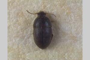 Gueorguievella petrovi Giachino & B. Guéorguiev, 2006 [холотип, паратип NMNHSINV0080] (c) Национален природонаучен музей, БАН — Колекция Безгръбначни животни (NMNHS-INV)