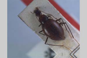 Apholeuonus absoloni Giachino & V. Guéorguiev, 1995 [паратип NMNHSINV0077] (c) Национален природонаучен музей, БАН — Колекция Безгръбначни животни (NMNHS-INV)